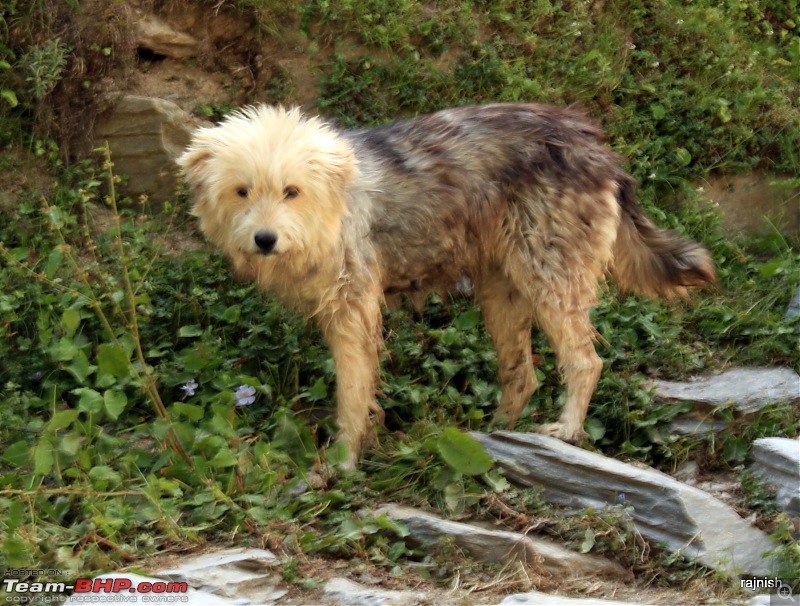 Into the abode of Shiva-dog.jpg