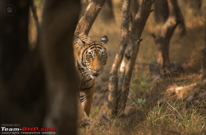 Tigers of Ranthambore: A 4,100 km roadtrip-dsc_7984.jpg