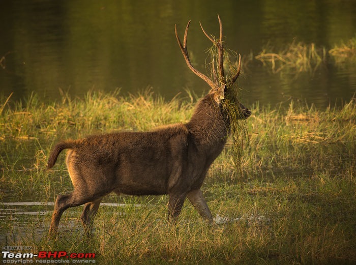 Tigers of Ranthambore: A 4,100 km roadtrip-dsc_2255.jpg