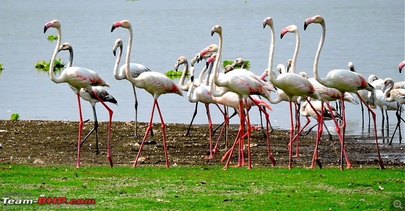 Waghoba at Tadoba-dscn6267.jpg