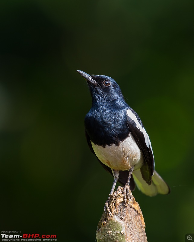 Munnar: Fresh air, Green hills and some birds-_dsc3349.jpg