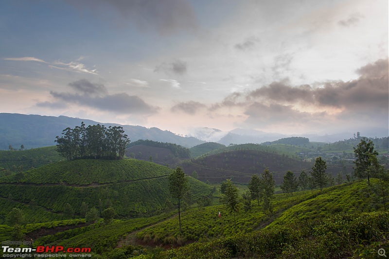 Munnar: Fresh air, Green hills and some birds-_dsc4357.jpg