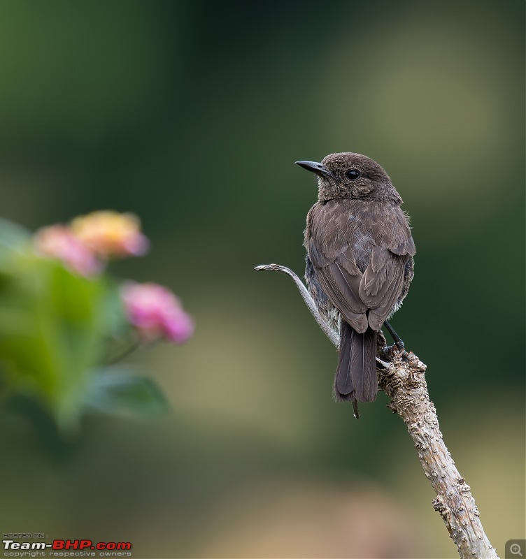 Munnar: Fresh air, Green hills and some birds-_dsc3472.jpg