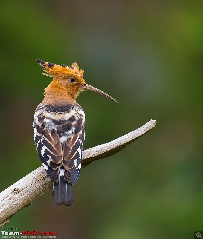 Munnar: Fresh air, Green hills and some birds-_dsc3871.jpg