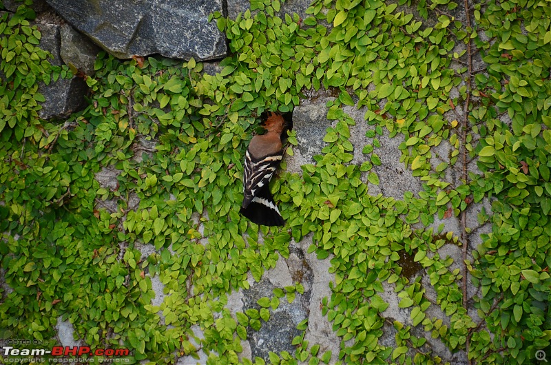 Exploring the Western Ghats in Kerala & Tamil Nadu-dsc_5458.jpg