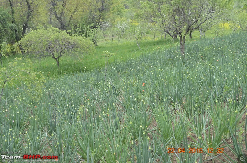 Kashmir: A Trip to Jannat-_dsc0620.jpg