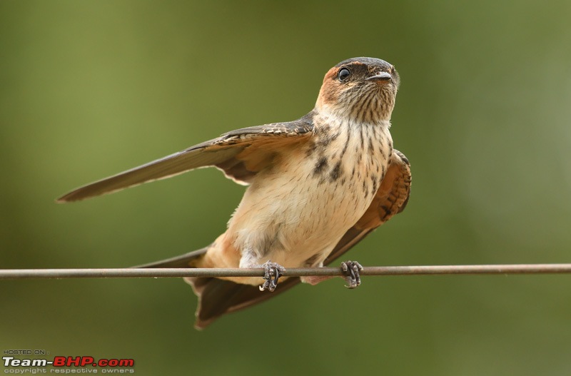 Exploring the Great Indian Outdoors-dsc_2395_small.jpg