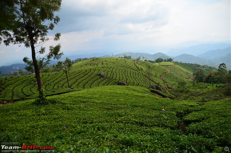 Exploring the Western Ghats in Kerala & Tamil Nadu-dsc_6712.jpg