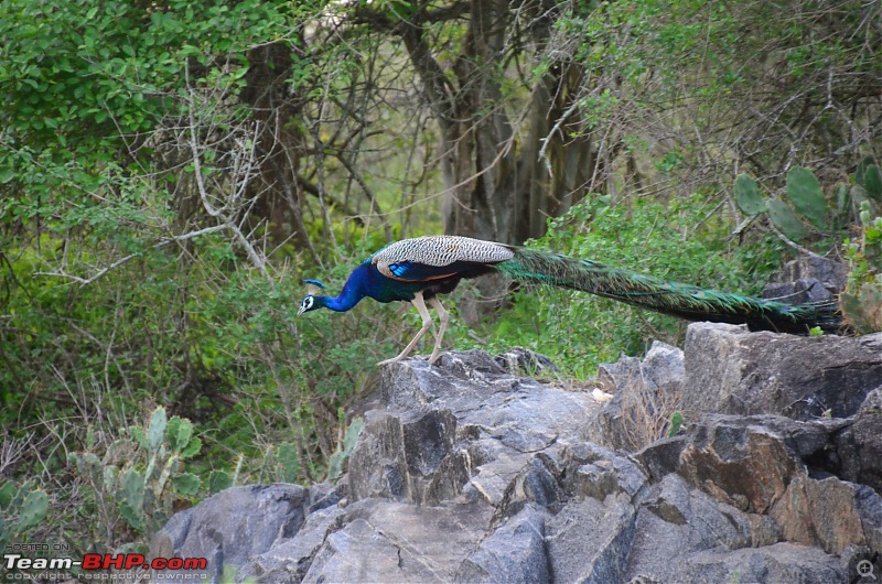 Exploring the Western Ghats in Kerala & Tamil Nadu-dsc_7034.jpg