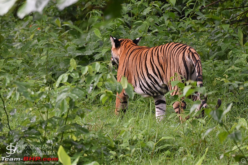 A Tigress in Kabini-kbnjun16025s.jpg