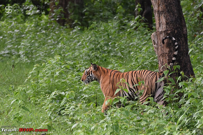 A Tigress in Kabini-kbnjun16038s.jpg