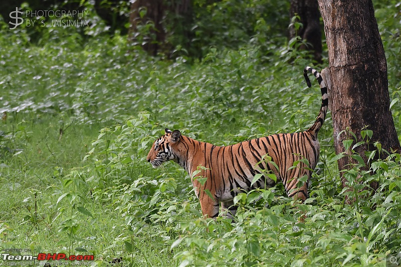 A Tigress in Kabini-kbnjun16043s.jpg