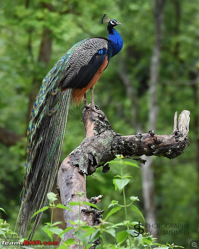 A Tigress in Kabini-kbnjun16075s.jpg