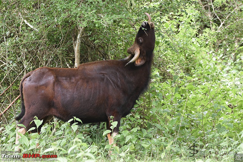 A Tigress in Kabini-kbnjun16117s.jpg