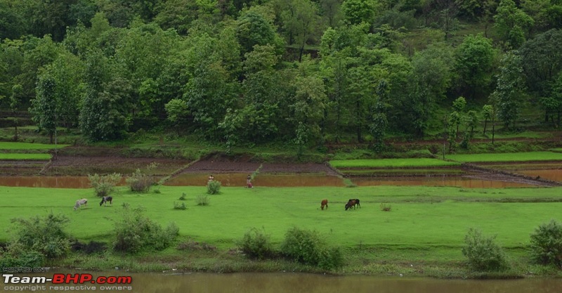 Kumbharli Ghat - A 1000 kms Monsoon Drive-dsc_0084.jpg