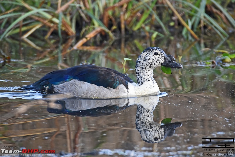 Rambling in the wild : Ranthambore, Jhalana, Bharatpur & more-combed-duck.jpg