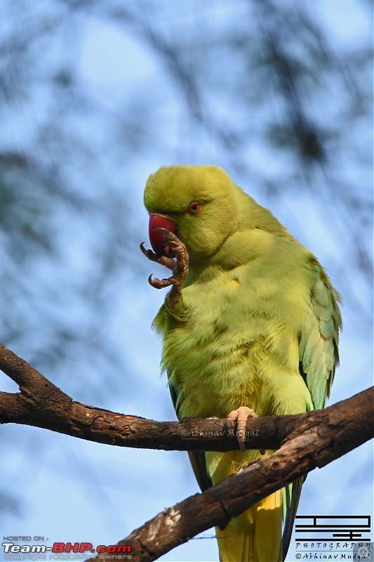 Rambling in the wild : Ranthambore, Jhalana, Bharatpur & more-parakeet.jpg