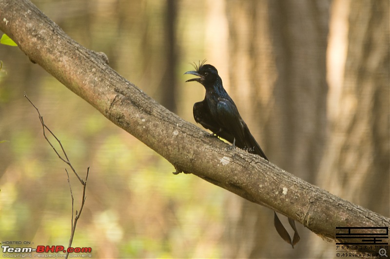 Rambling in the wild : Ranthambore, Jhalana, Bharatpur & more-racket-tailed.jpg