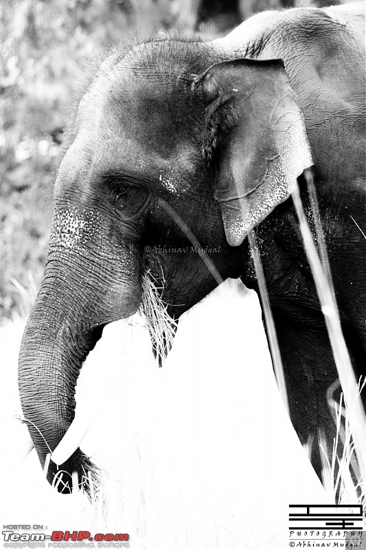 Rambling in the wild : Ranthambore, Jhalana, Bharatpur & more-elephant.jpg