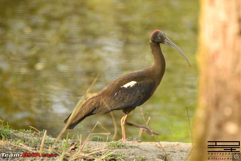 Rambling in the wild : Ranthambore, Jhalana, Bharatpur & more-ibis.jpg