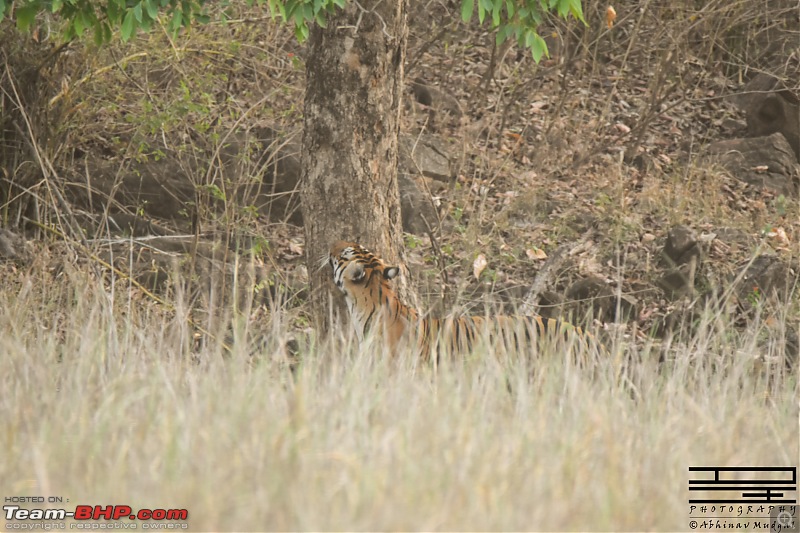 Rambling in the wild : Ranthambore, Jhalana, Bharatpur & more-tiger.jpg