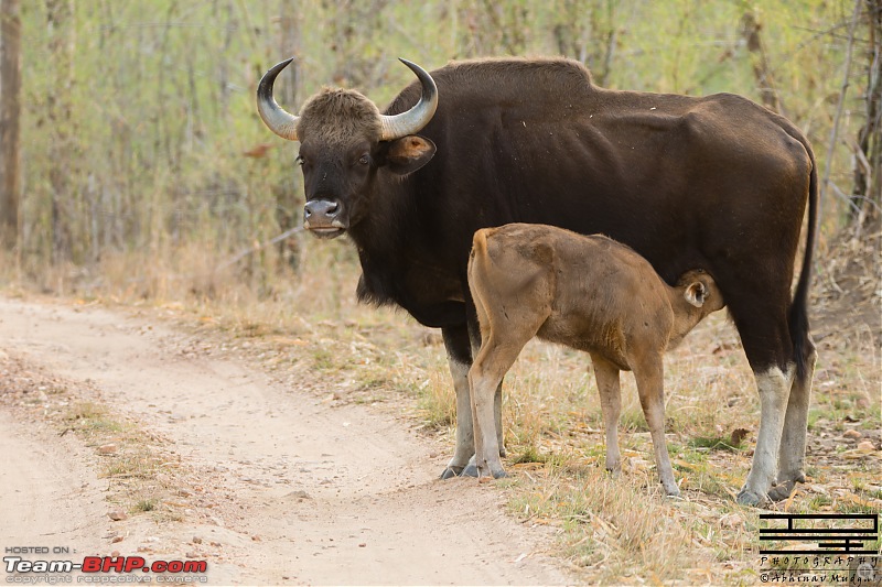 Rambling in the wild : Ranthambore, Jhalana, Bharatpur & more-gaur1.jpg