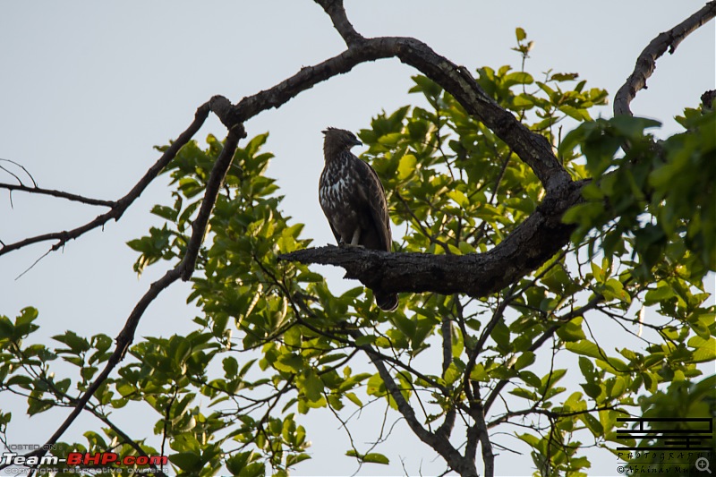 Rambling in the wild : Ranthambore, Jhalana, Bharatpur & more-hawk-eagle.jpg