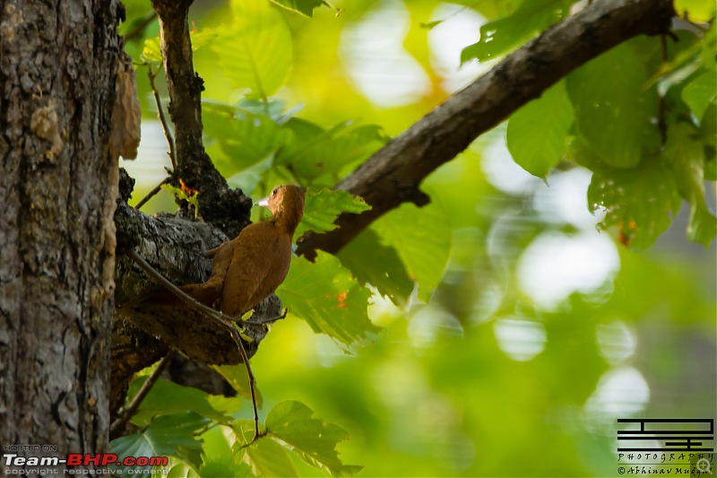 Rambling in the wild : Ranthambore, Jhalana, Bharatpur & more-woodpecker.jpg