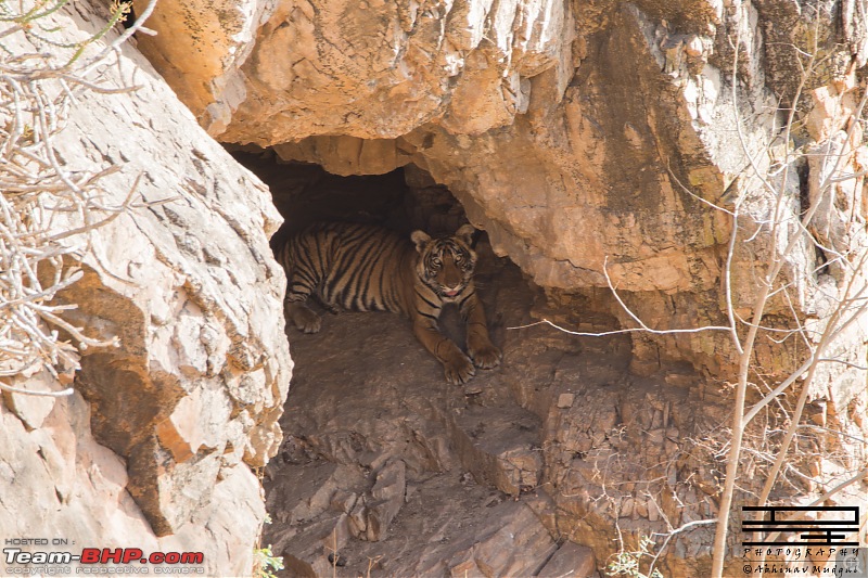 Rambling in the wild : Ranthambore, Jhalana, Bharatpur & more-avi_2554.jpg