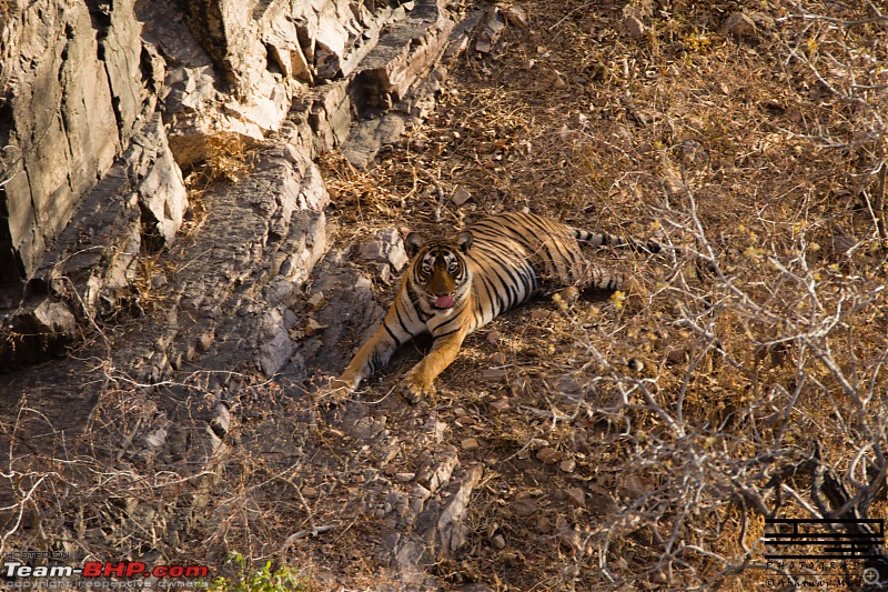 Rambling in the wild : Ranthambore, Jhalana, Bharatpur & more-avi_2574.jpg
