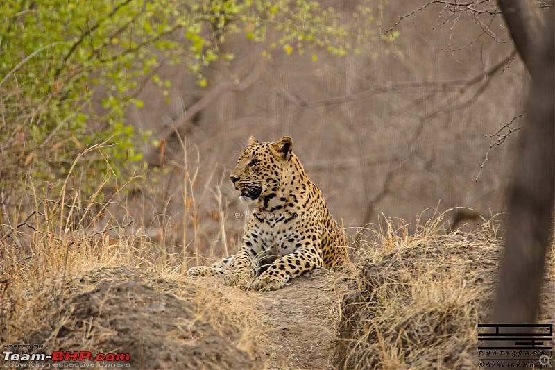 Rambling in the wild : Ranthambore, Jhalana, Bharatpur & more-avi_2792.jpg