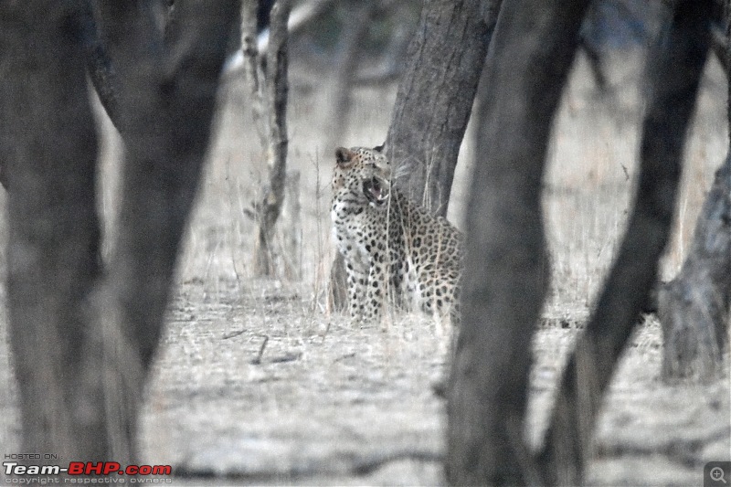 Rambling in the wild : Ranthambore, Jhalana, Bharatpur & more-avi_2852.jpg