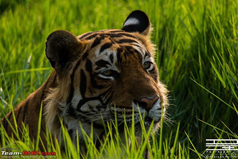 Rambling in the wild : Ranthambore, Jhalana, Bharatpur & more-avi_2944.jpg