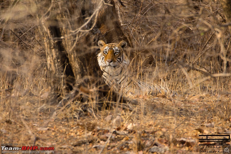 Rambling in the wild : Ranthambore, Jhalana, Bharatpur & more-avi_3020.jpg