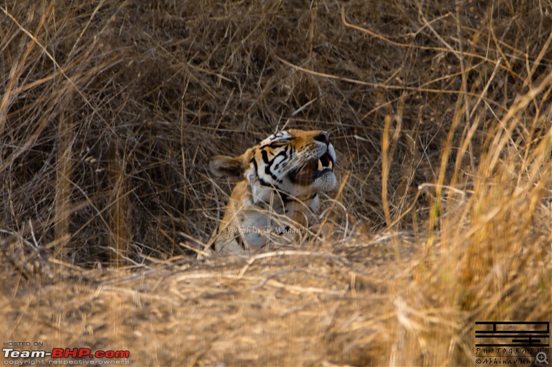 Rambling in the wild : Ranthambore, Jhalana, Bharatpur & more-avi_3051.jpg