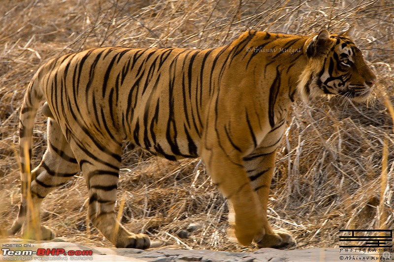 Rambling in the wild : Ranthambore, Jhalana, Bharatpur & more-avi_3095.jpg