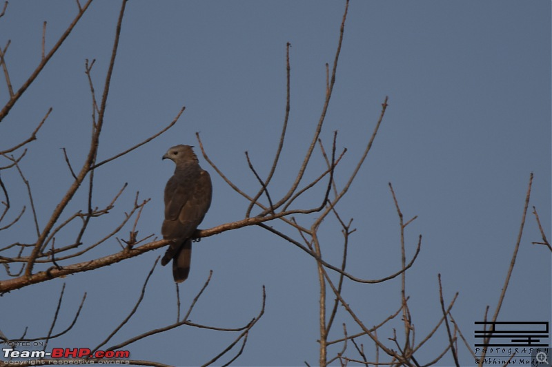 Rambling in the wild : Ranthambore, Jhalana, Bharatpur & more-hawk.jpg