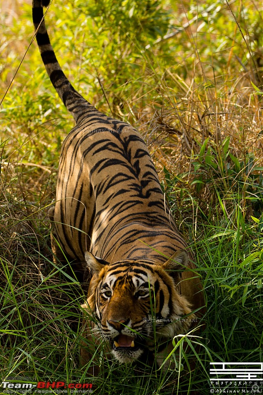 Rambling in the wild : Ranthambore, Jhalana, Bharatpur & more-avi_3240.jpg