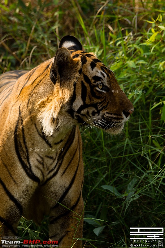 Rambling in the wild : Ranthambore, Jhalana, Bharatpur & more-avi_3283.jpg