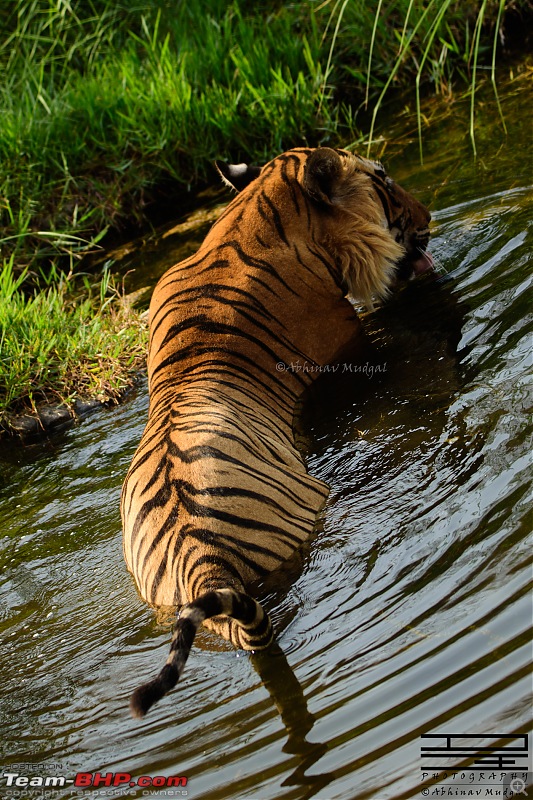 Rambling in the wild : Ranthambore, Jhalana, Bharatpur & more-avi_3322.jpg