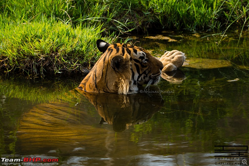 Rambling in the wild : Ranthambore, Jhalana, Bharatpur & more-avi_3359.jpg