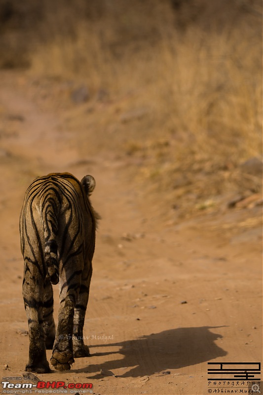 Rambling in the wild : Ranthambore, Jhalana, Bharatpur & more-avi_3452.jpg
