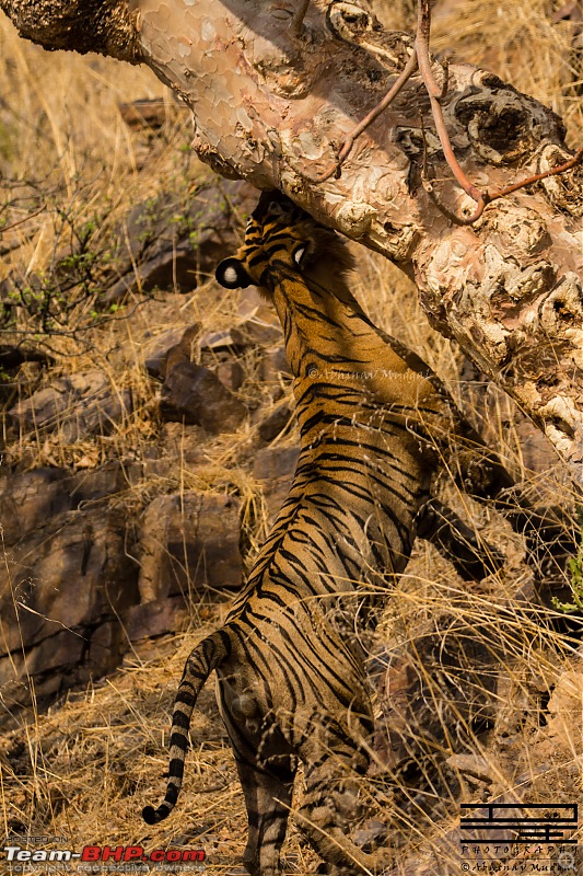 Rambling in the wild : Ranthambore, Jhalana, Bharatpur & more-avi_3457.jpg
