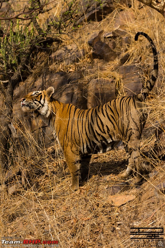 Rambling in the wild : Ranthambore, Jhalana, Bharatpur & more-avi_3476.jpg