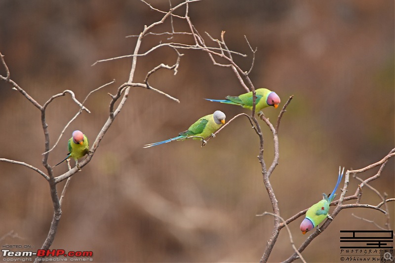 Rambling in the wild : Ranthambore, Jhalana, Bharatpur & more-plum-headed.jpg