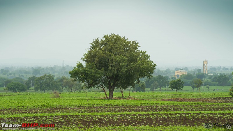 Rain, Fog & Greenery  A Maharashtrian Monsoon Tale!-dsc_3848.jpg