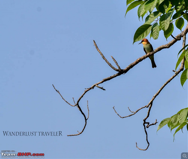 Wanderlust Traveler: Jungle lodges @ Kabini and Nagarahole National Park-suh_5806.jpg