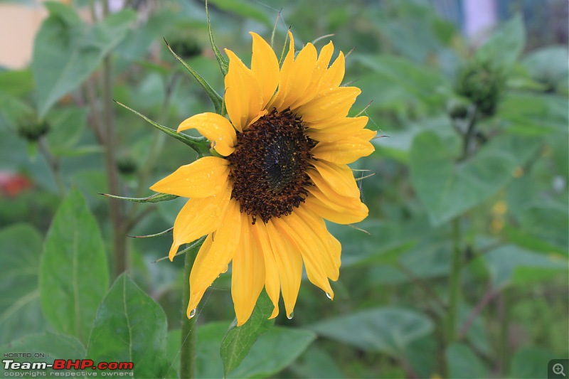 Trek to the Valley of Flowers-img_5703.jpg