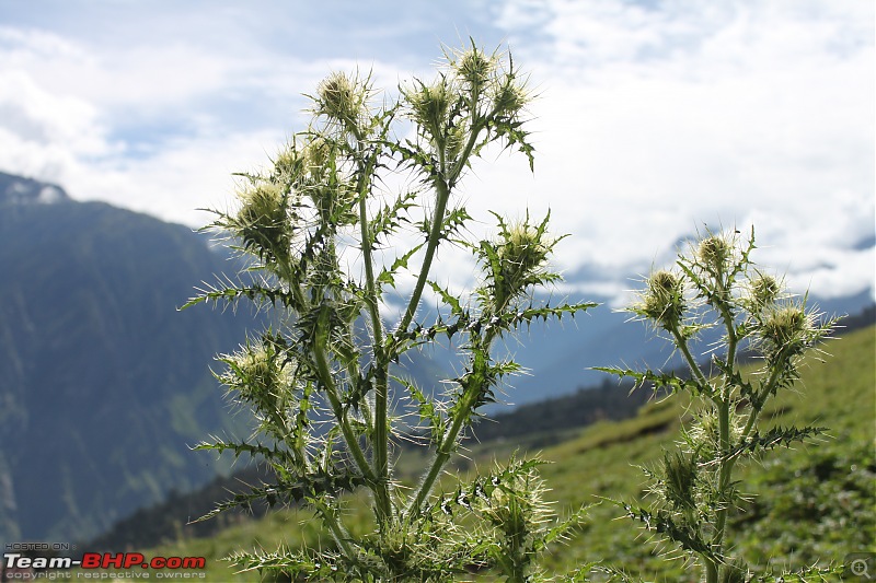 Trek to the Valley of Flowers-img_6234.jpg