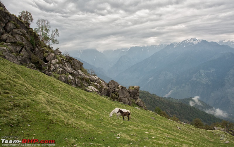 A Magical Afternoon: Munsiyari Bugyal-dsc_2722.jpg